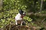 BOULEDOGUE FRANCAIS 1055